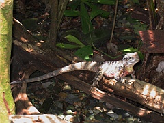 CairnsTC279 Wildlife Habitat